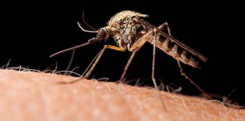 West Nile Fever What is this that made Union Health Ministry alert