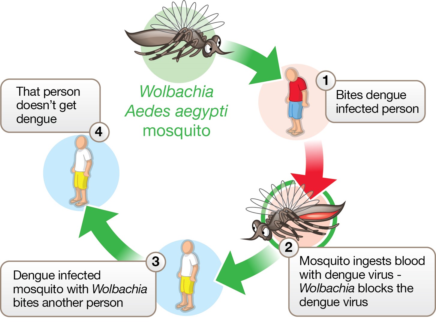 The mosquito that fight dengue | Health Guide Online India-Trusted
