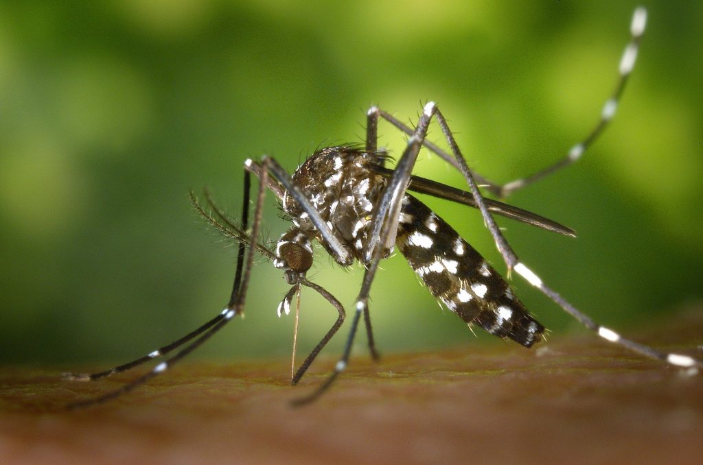 Chikungunya