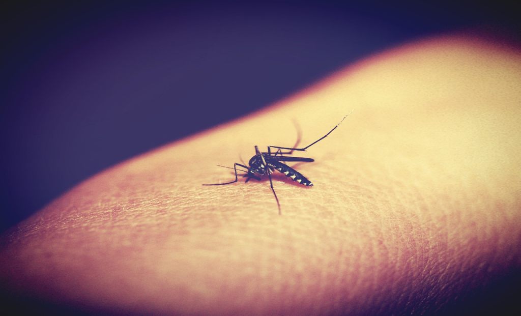 Preventing mosquito bites still remains the main method for preventing its spread.