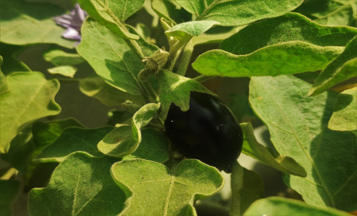 Brinjal extracts have superb healing effects on different disorders.