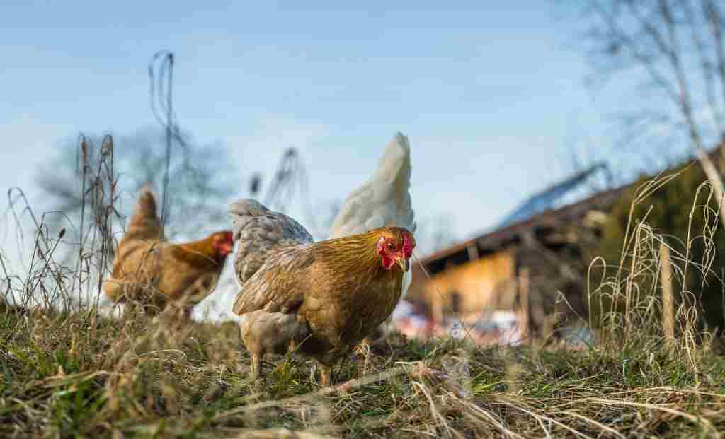 Recent Case of H3N8 Bird Flu in China Raises Concerns About Transmission