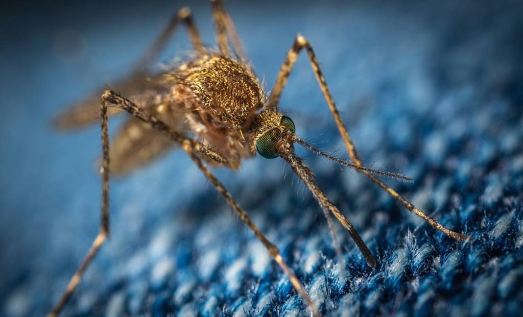 Zika primarily spreads through the bite of an infected Aedes mosquito, which tends to feed during the day, making bite prevention tricky.
