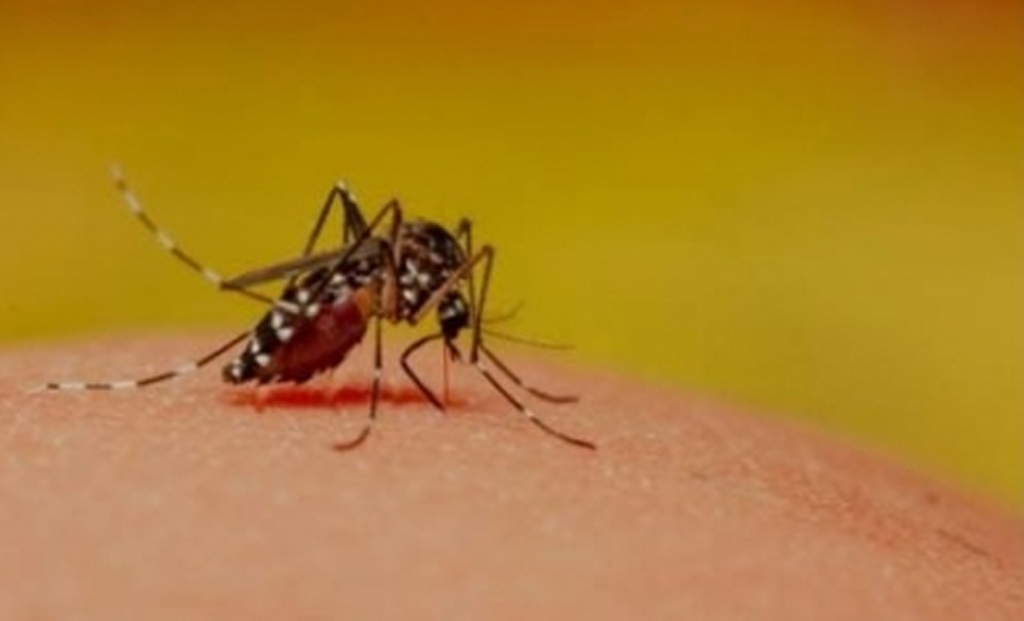 Four different types of viruses cause Dengue, a mosquito-borne disease.