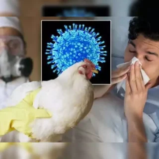 Bird Flu