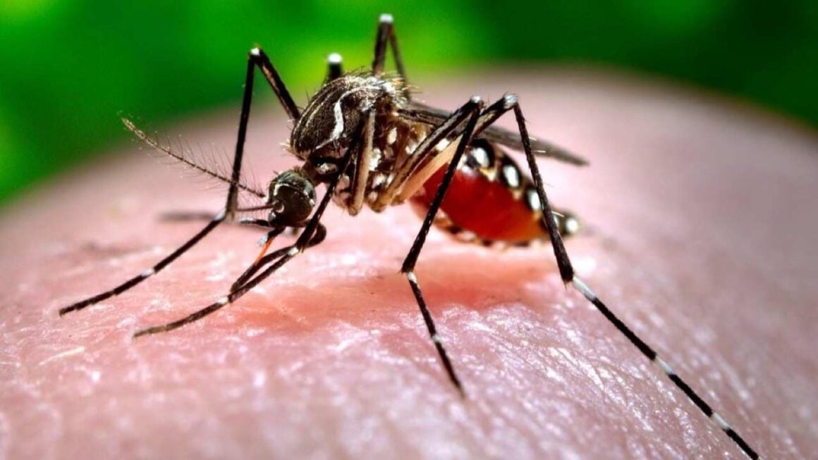 Chikungunya and Dengue Outbreak Prompts Public Health Emergency in Nagpur