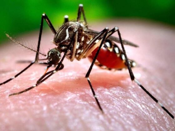 Chikungunya and Dengue Outbreak Prompts Public Health Emergency in Nagpur