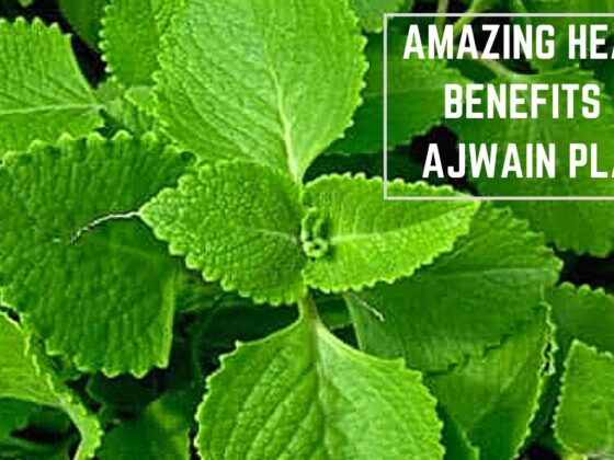 Secrets of Ajwain Leaves Unveiled: Improve Health and Fight Infections