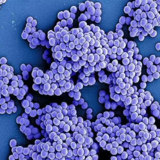 drug-resistant Superbugs