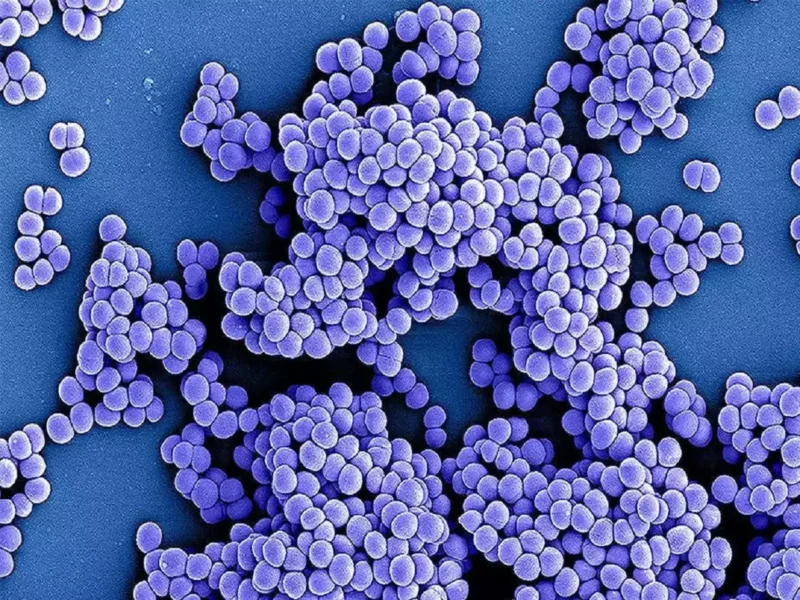 drug-resistant Superbugs