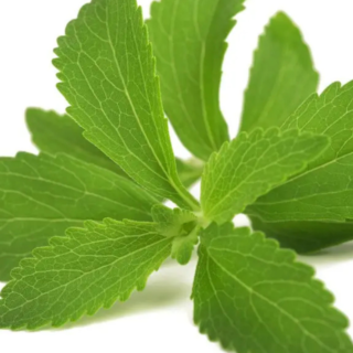 stevia rebaudiana