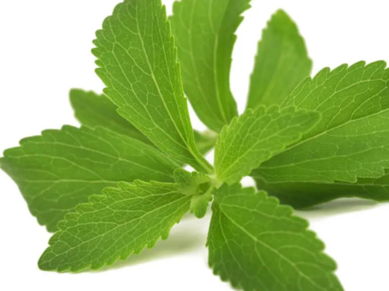 stevia rebaudiana