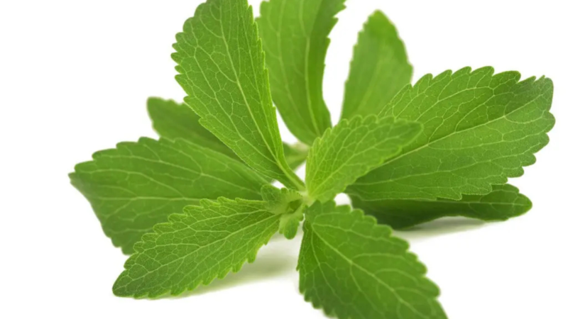 stevia rebaudiana