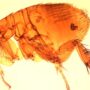 murine typhus