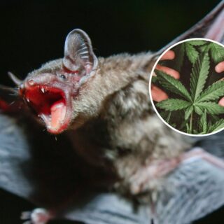 Fatal Experiment: US Men Die After Using Bat Guano as Fertilizer for Cannabis Plants