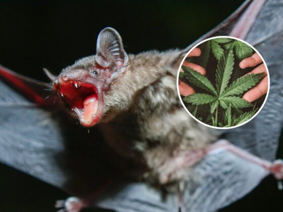 Fatal Experiment: US Men Die After Using Bat Guano as Fertilizer for Cannabis Plants