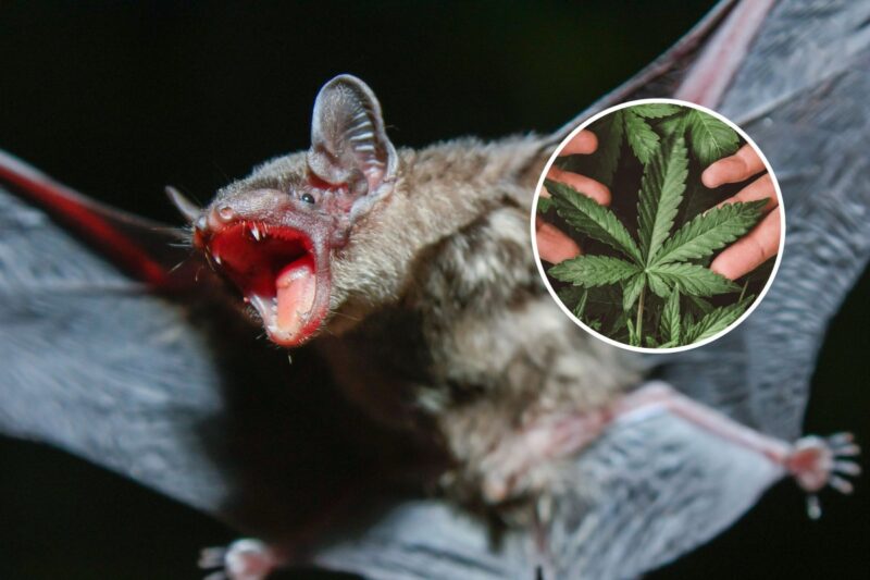 Fatal Experiment: US Men Die After Using Bat Guano as Fertilizer for Cannabis Plants