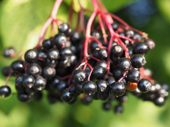 Elderberry Juice